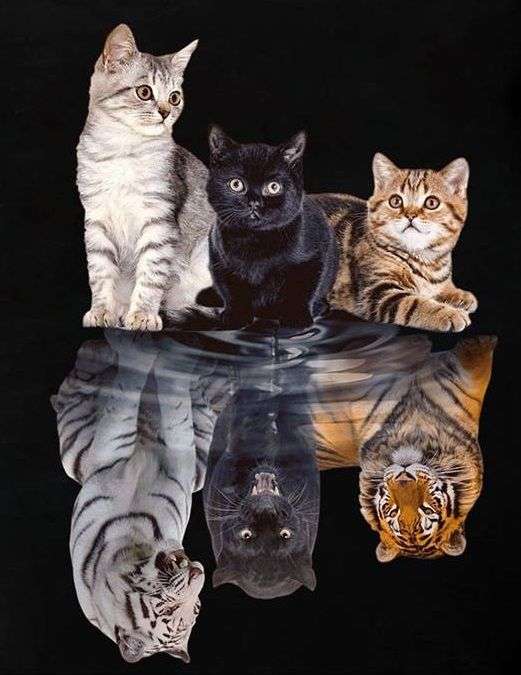 Diamond Painting -  Three Different Colored Cats